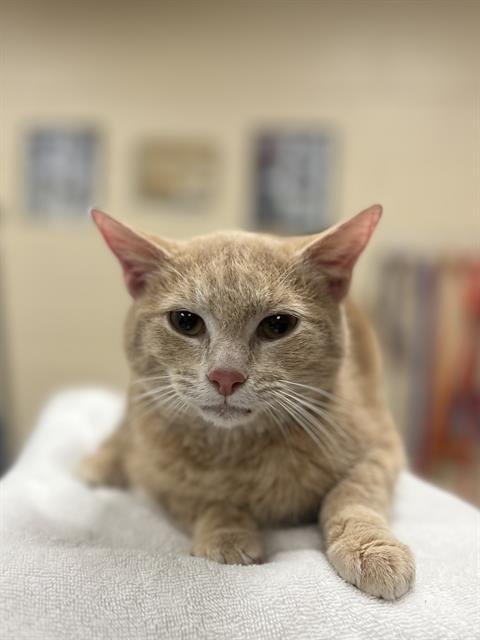 NELSON - Domestic Short Hair available for adoption