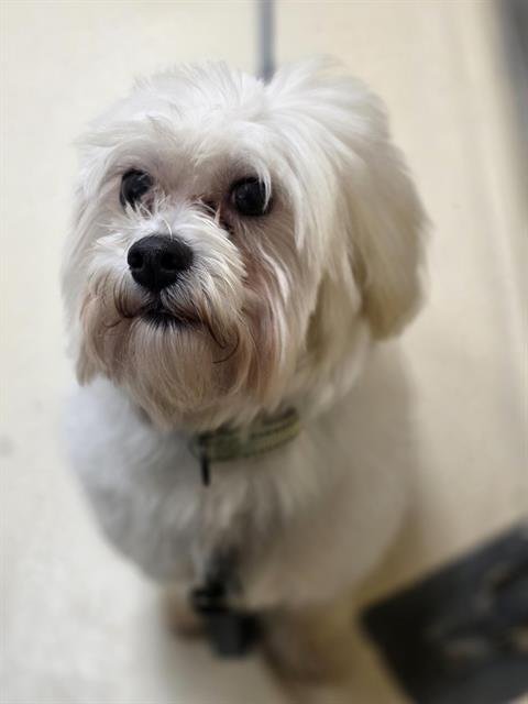POUCHO - Shih Tzu available for adoption