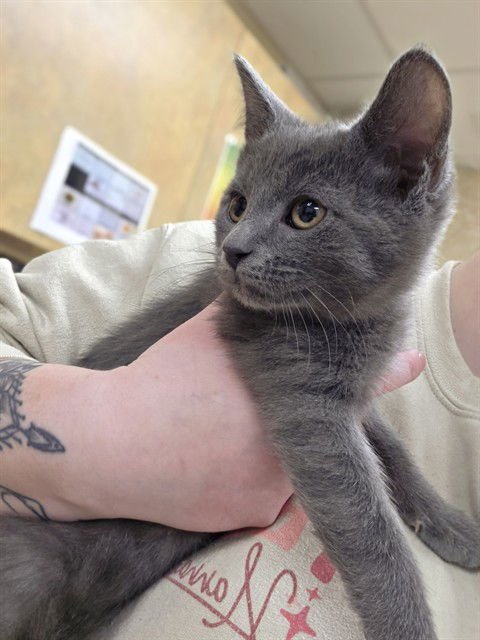 LUIGI - Domestic Short Hair available for adoption