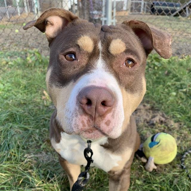 MASON - Pit Bull Terrier available for adoption