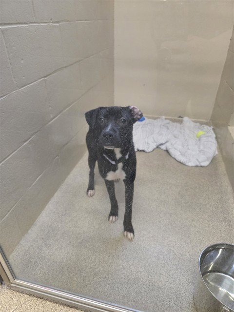 TINKERBELL - German Shepherd Dog / Pit Bull Terrier available for adoption