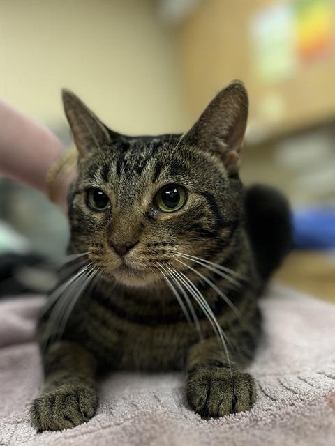 APPLE DUMPLIN - Domestic Short Hair available for adoption