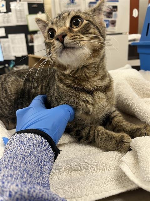 TURBO - Domestic Short Hair available for adoption