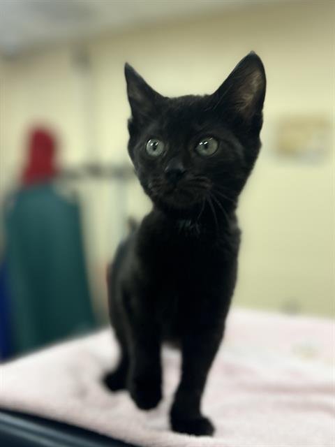 STORMY NIGHT - Domestic Short Hair available for adoption