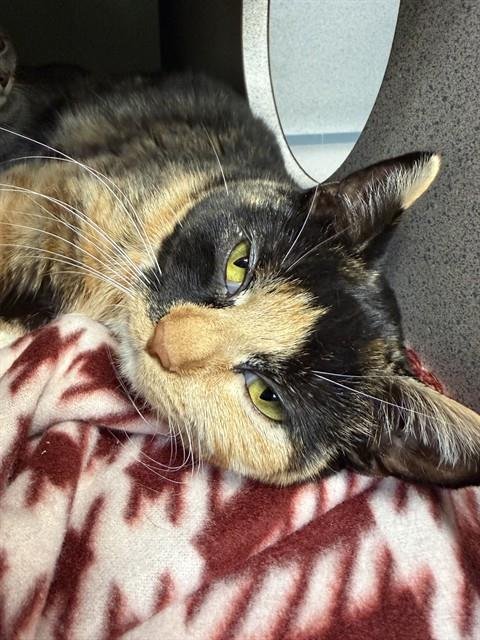 CAPPICHINA - Domestic Short Hair available for adoption