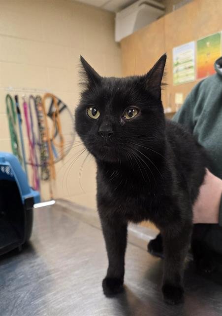 LUMA - Domestic Short Hair available for adoption