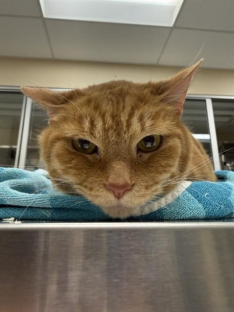 MILTON - Domestic Short Hair available for adoption