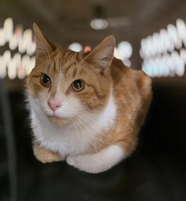 OSCAR - Domestic Medium Hair available for adoption