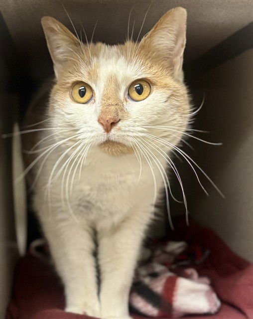 COBBLER - Domestic Short Hair available for adoption