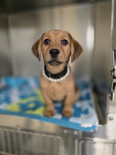 MIRKO - Beagle available for adoption