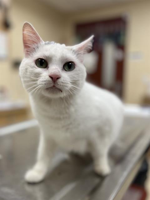 HONEY - Domestic Short Hair available for adoption