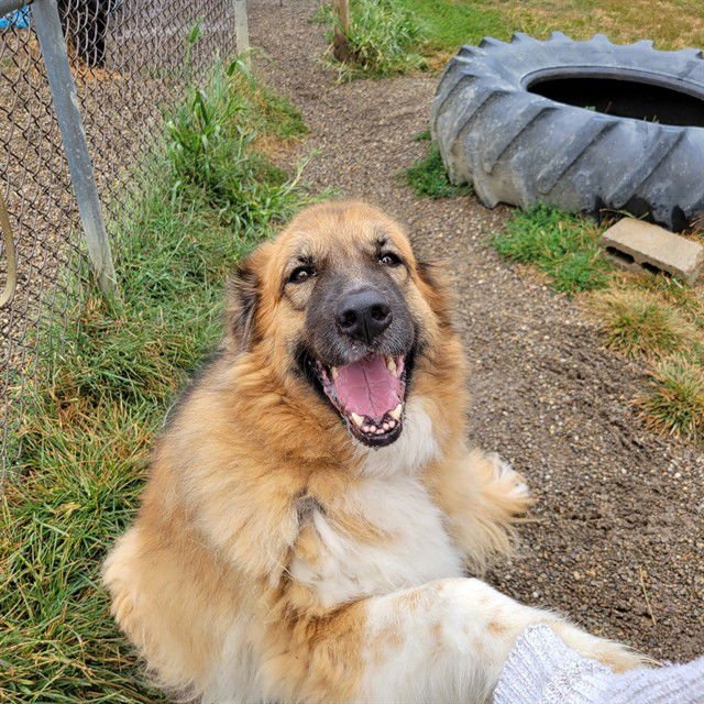 BELLA - Great Pyrenees / German Shepherd Dog available for adoption