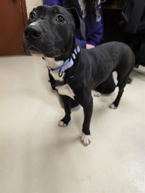 MELODY - Labrador Retriever / Pit Bull Terrier available for adoption