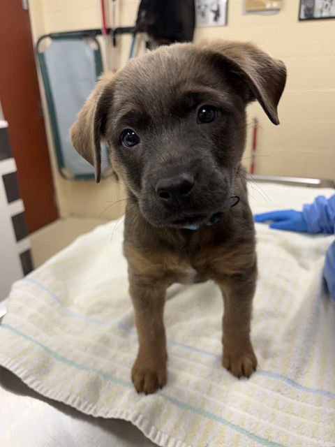 CHEESE - German Shepherd Dog available for adoption