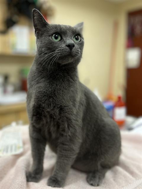 BALOO - Domestic Short Hair available for adoption