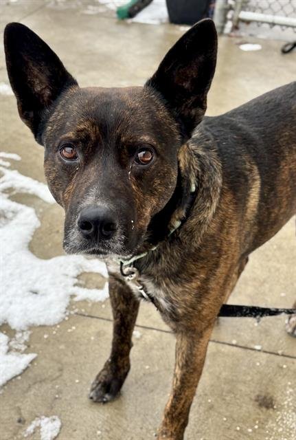 TEXAS - German Shepherd Dog available for adoption