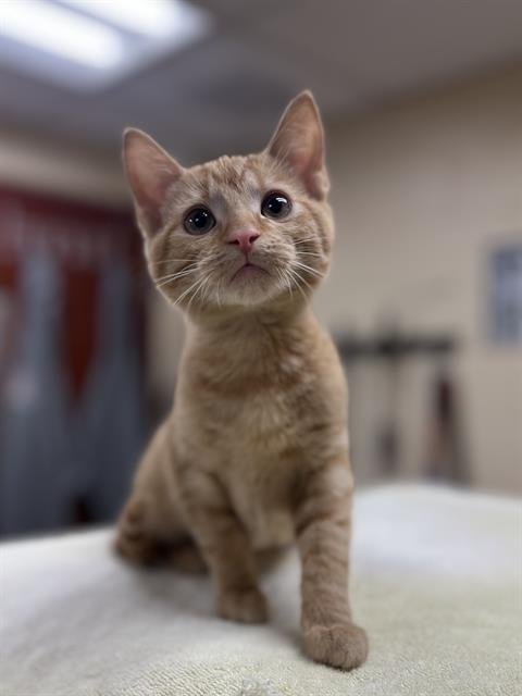 FRIEDA - Domestic Short Hair available for adoption