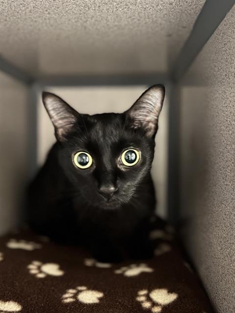 NOIR - Domestic Short Hair available for adoption