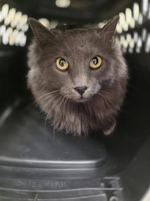 EILEEN - Domestic Long Hair available for adoption