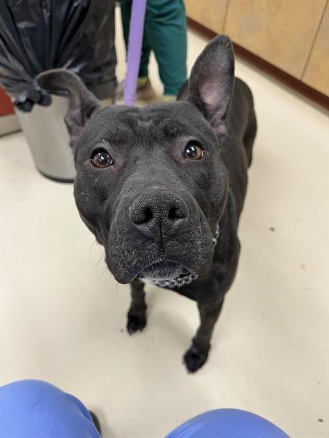 NYX - Pit Bull Terrier available for adoption