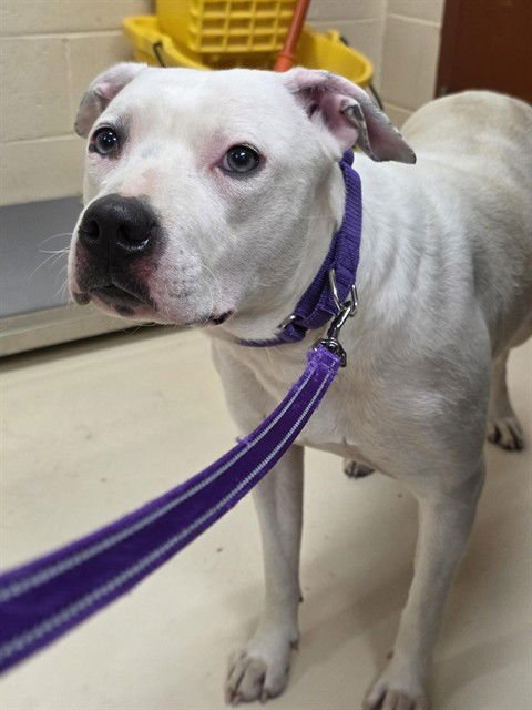 MARGARET - Dogo Argentino / Pit Bull Terrier available for adoption