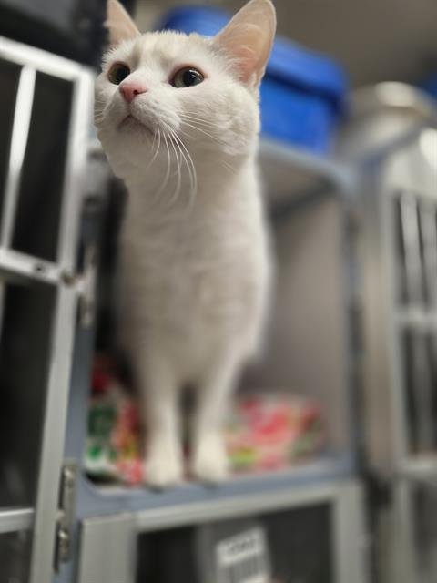 HONEY - Domestic Short Hair available for adoption