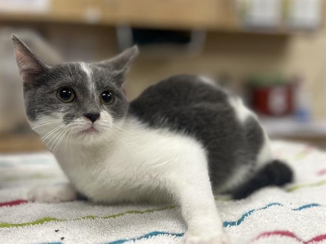 ARYSHIRE - Domestic Short Hair available for adoption