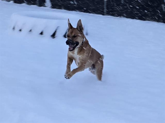 DEMPSEY - German Shepherd Dog available for adoption