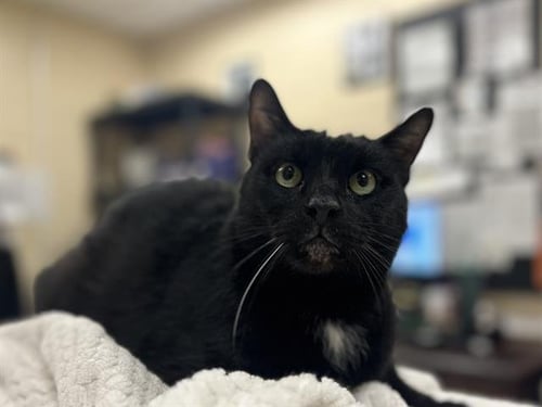 MIDNIGHT - Domestic Short Hair available for adoption