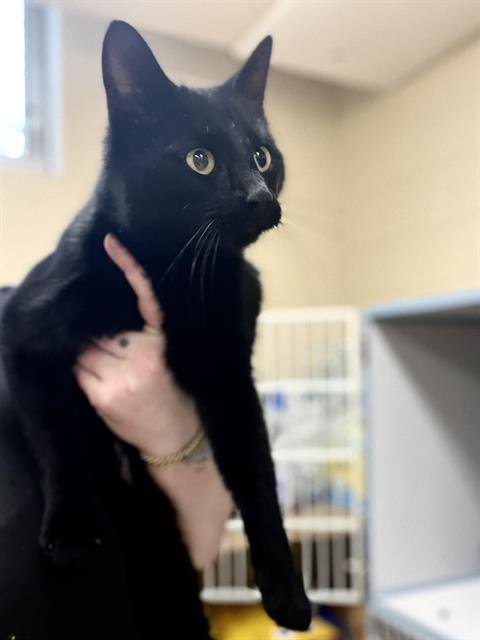 MACKEREL - Domestic Short Hair available for adoption