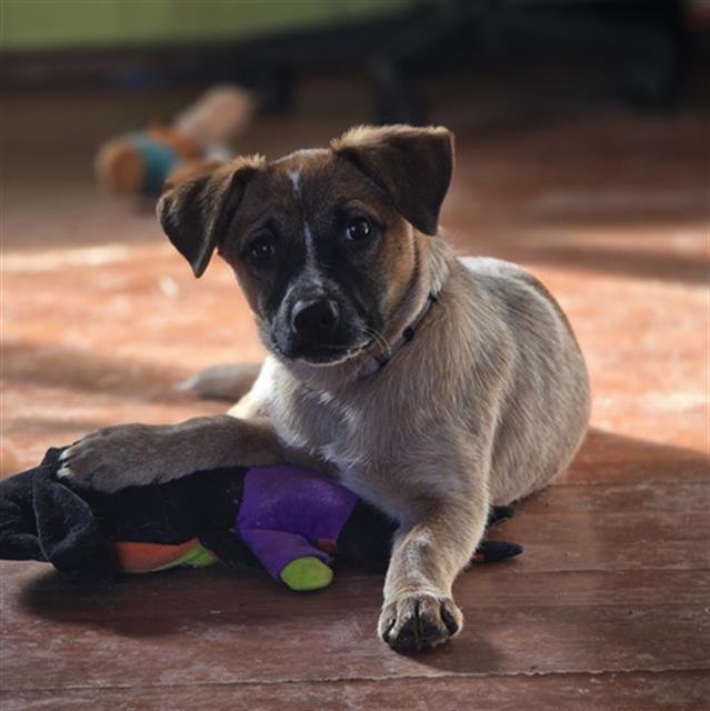 BELLE - Australian Cattle Dog/Blue Heeler available for adoption
