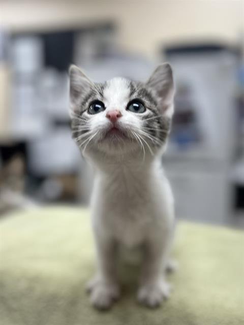 PIANO - Domestic Short Hair available for adoption