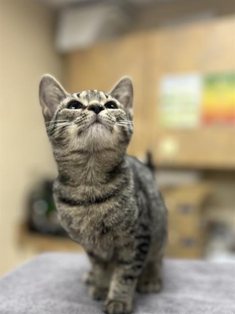 FANTAIL - Domestic Short Hair available for adoption