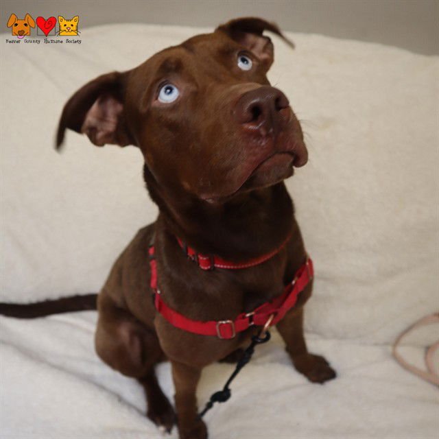 CHOCO - Labrador Retriever available for adoption