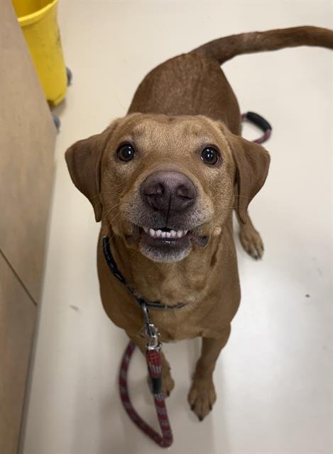 SCOOBY - Vizsla available for adoption