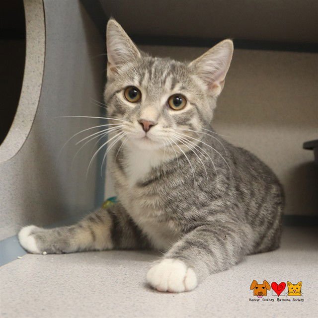 BRYSON - Domestic Short Hair available for adoption