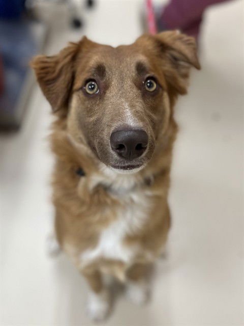 DEBBIE - Australian Shepherd available for adoption
