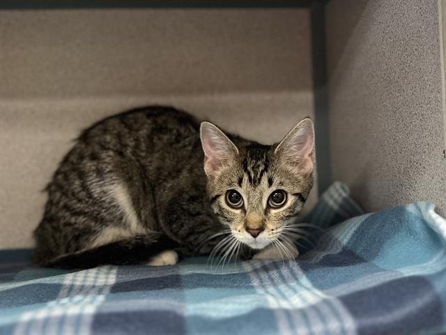 MIAMI - Domestic Short Hair available for adoption