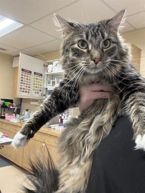 FRANKLIN - Domestic Long Hair available for adoption