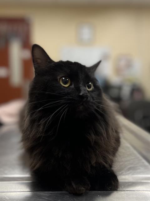 ORANGE BLOSSOM - Domestic Long Hair available for adoption