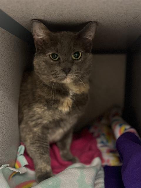 MONICA - Domestic Medium Hair available for adoption