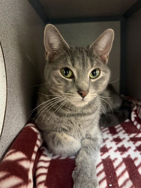 ASHES - Domestic Short Hair available for adoption