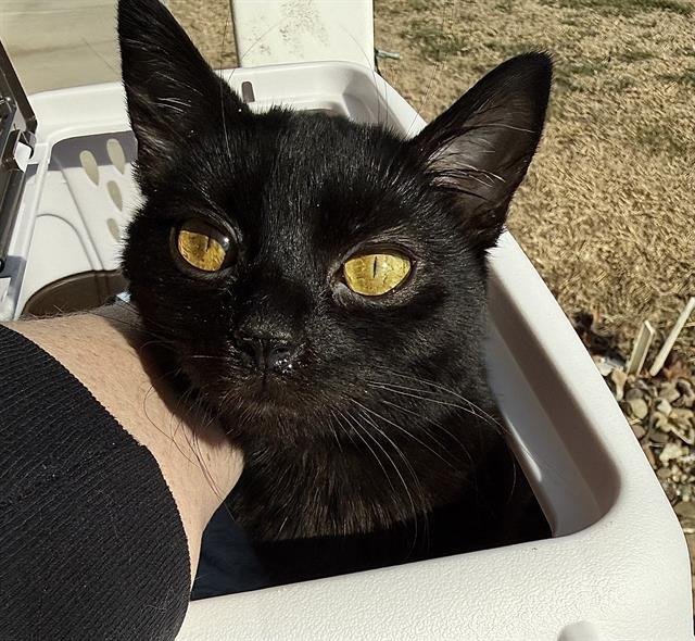 BETA - Domestic Short Hair available for adoption