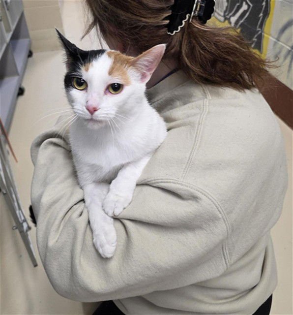 HARLEQUIN - Domestic Short Hair available for adoption