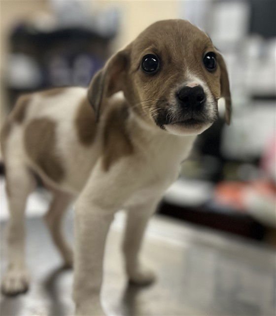 HERCULES - Beagle / Labrador Retriever available for adoption