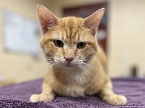 BADGER - Domestic Short Hair available for adoption