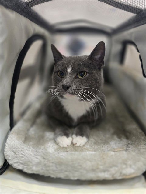 SILVANNA - Domestic Short Hair available for adoption