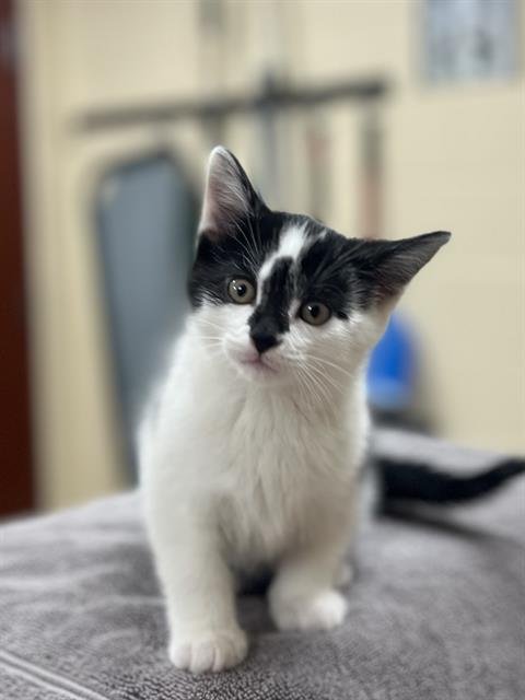 DOMINO - Domestic Short Hair available for adoption