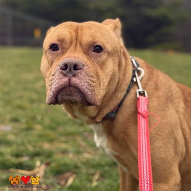 GOKU - Pit Bull Terrier available for adoption