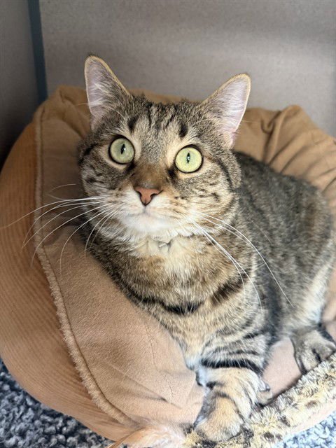 STARFIRE - Domestic Short Hair available for adoption